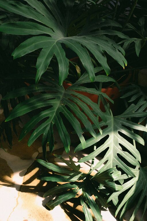 Come mantenere le piante da appartamento sempre sane e rigogliose